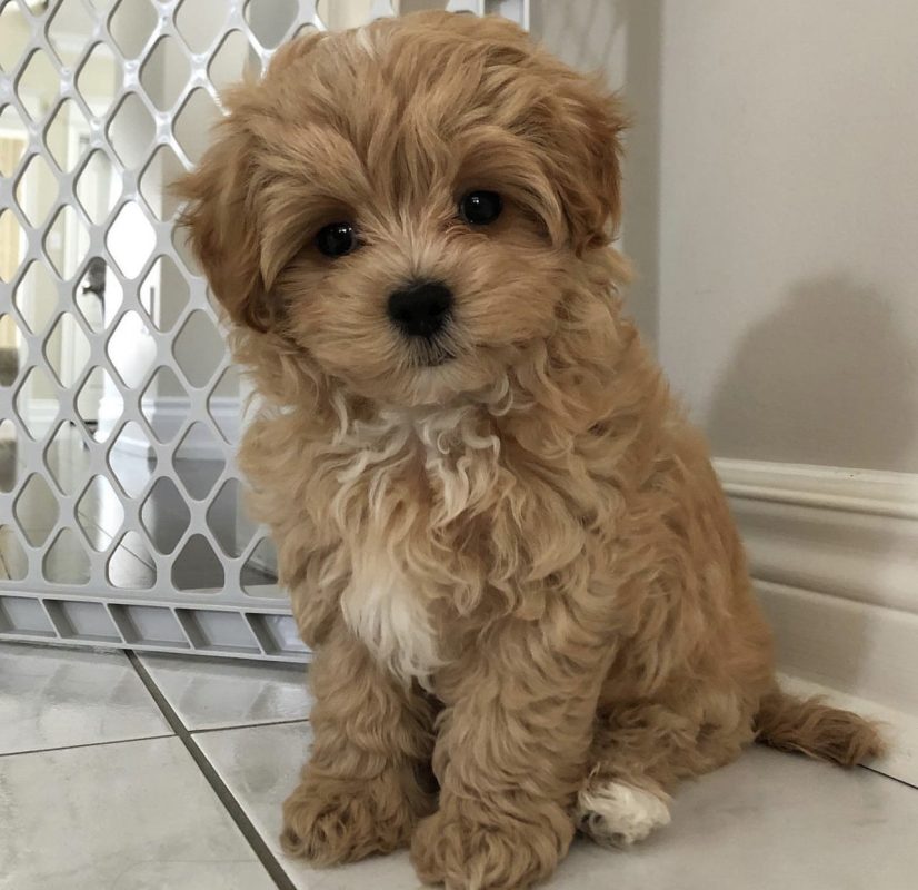 Maltipoo puppies for sale Surprise Puppy Home