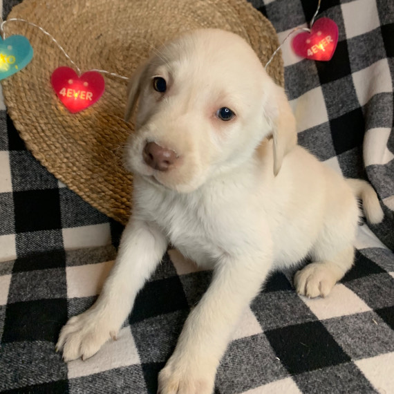 Labrador Retriever Puppies For Sale The Secret To A Well Behaved Pup - 130n4l6