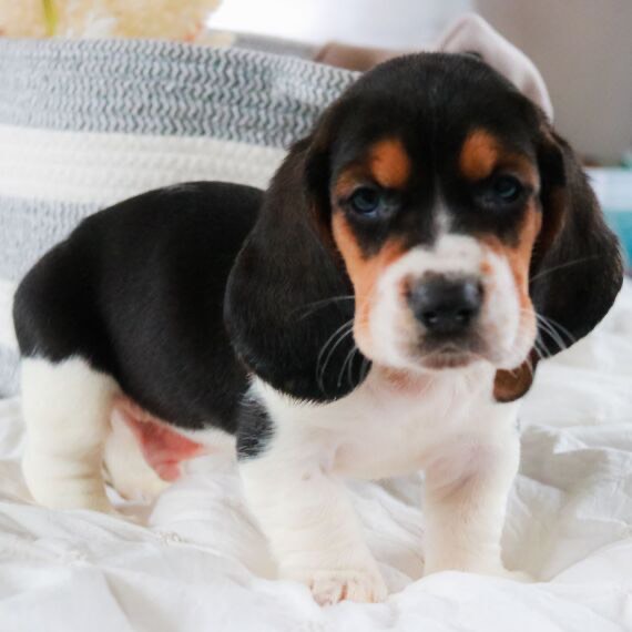 Basset Hound puppies for sale Surprise Puppy Home